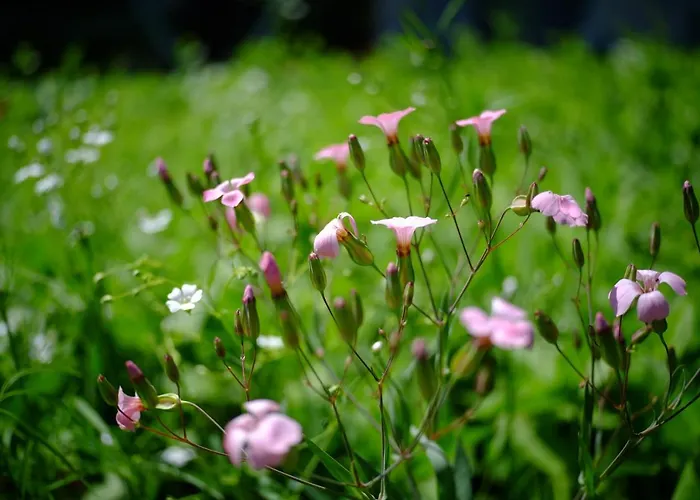 That's Life Glamping - Dolomite Experience Dorgnan