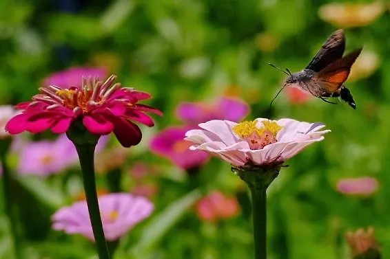 That's Life Glamping - Dolomite Experience