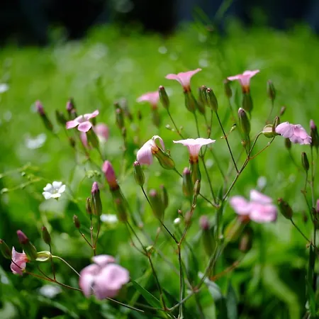 That's Life Glamping - Dolomite Experience Dorgnan