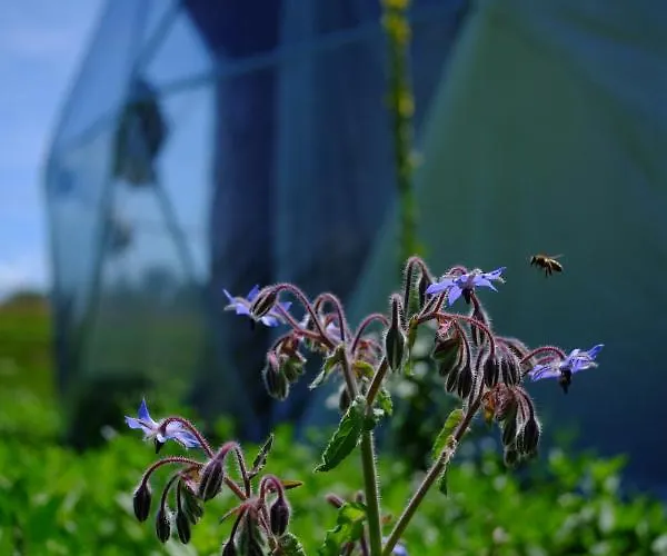 That's Life Glamping - Dolomite Experience Luxuszelt Dorgnan